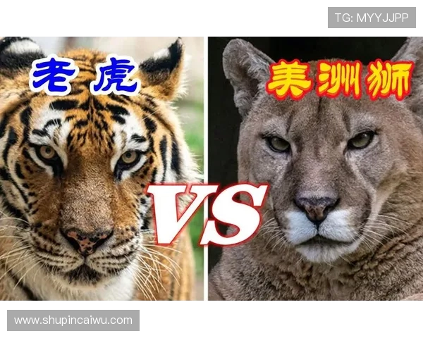 老虎与美洲狮的王者之争谁才是真正的森林霸主